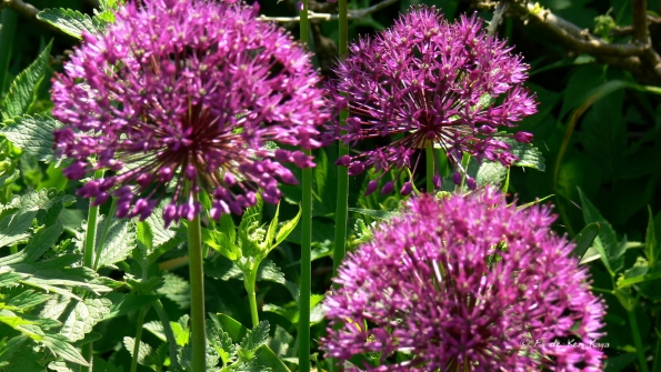 Bois des Moutiers (236) Mai 2012